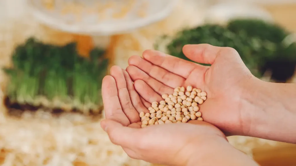 premium seeds